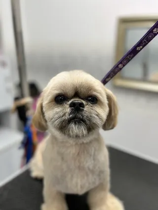 Pet Styl Studio- Psi fryzjer