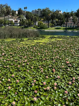 Echo Park Lake