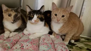 Lockhart Animal Control