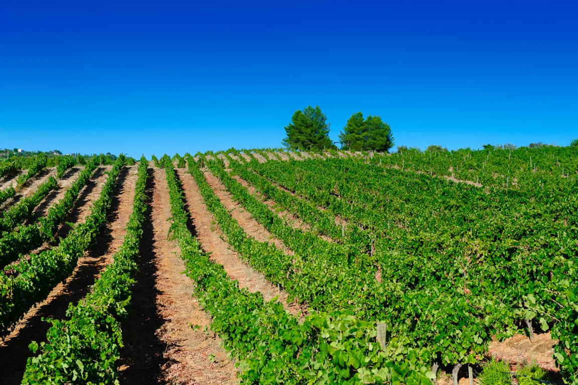 Quinta dos Vales