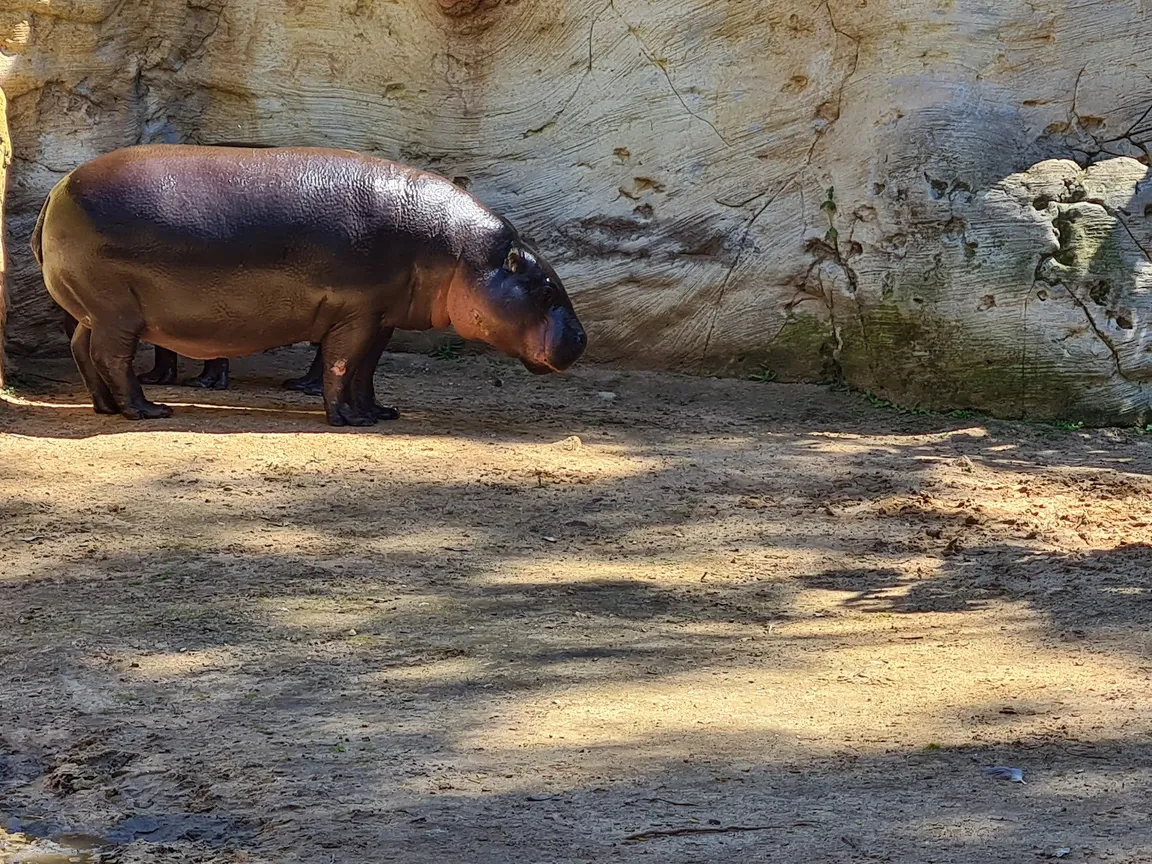 Zoo de Lagos
