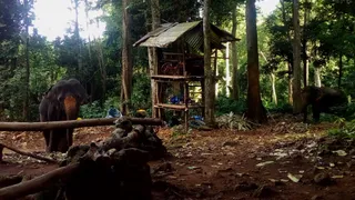 Ban Kwan Chang Elephant Camp