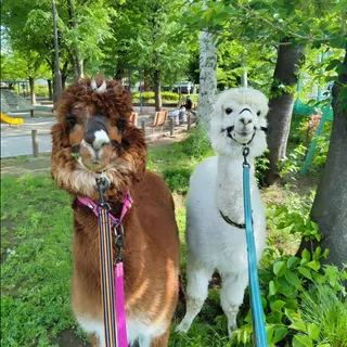 Alpaca fureai land