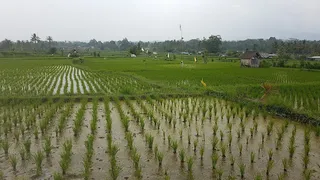 bali tour island ubud