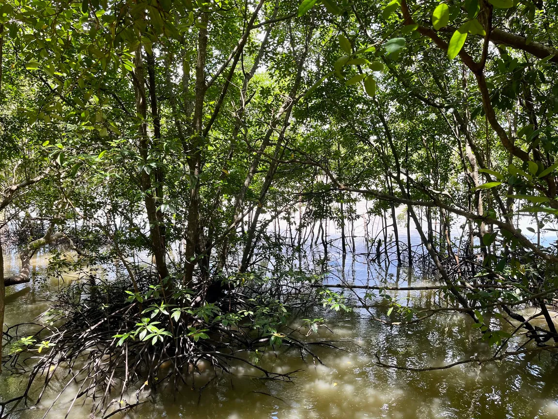 Krabi Urban Forest