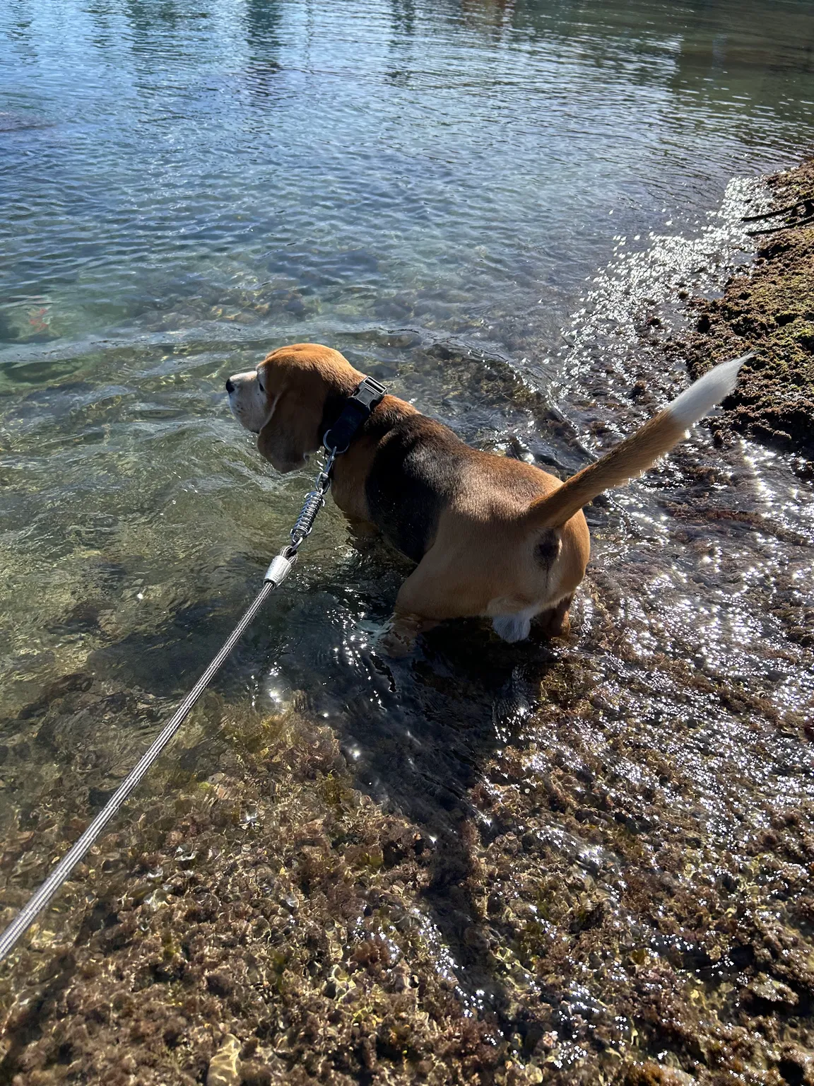 Dog Friendly Beach - Birzebbuga