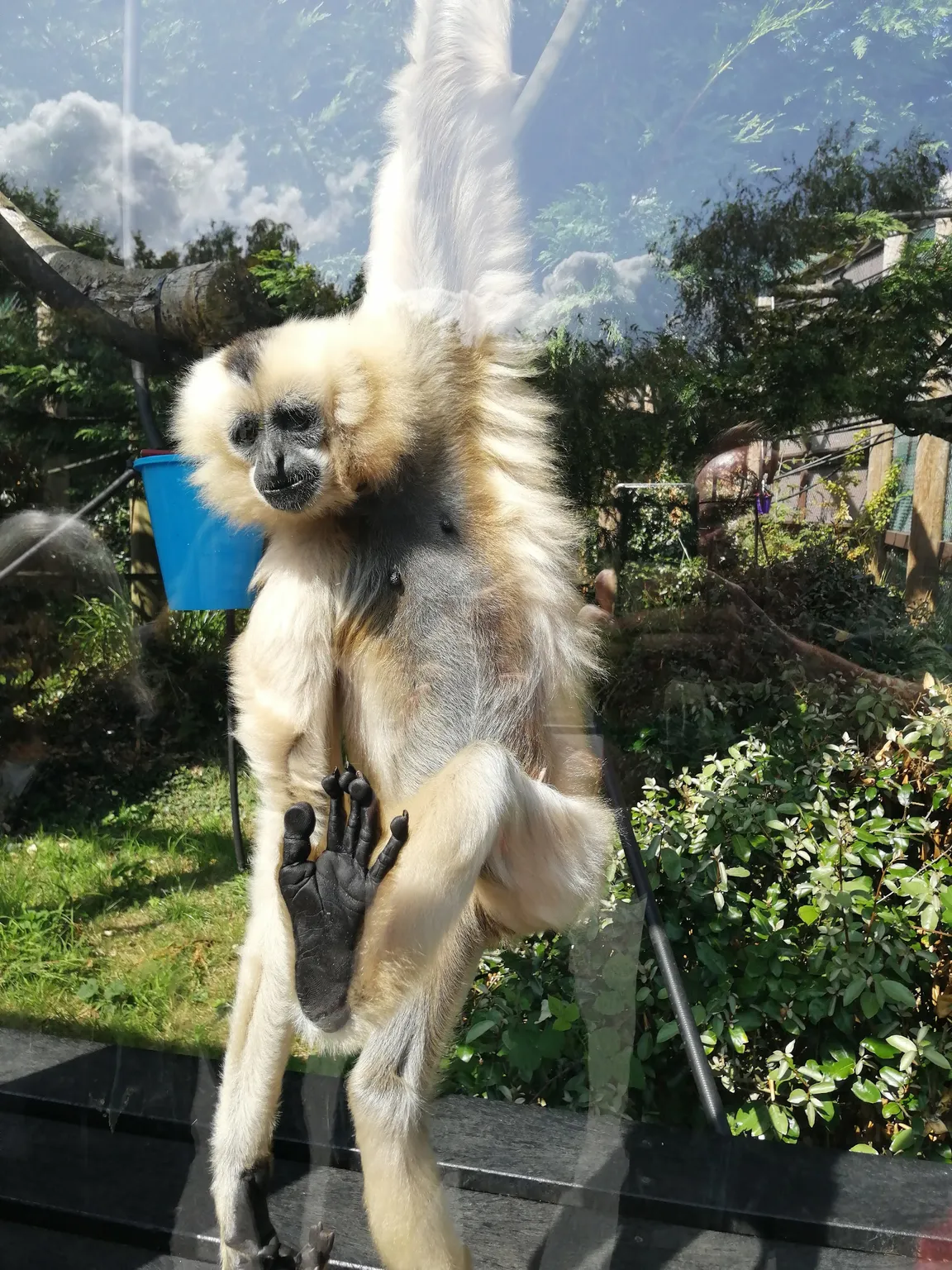 Monkey World