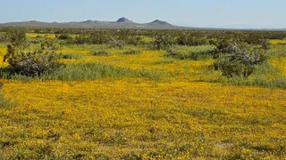 Desert Tortoise Research Natural Area