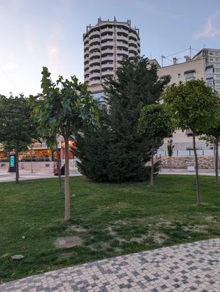 Ficus Macrophylla Centenario