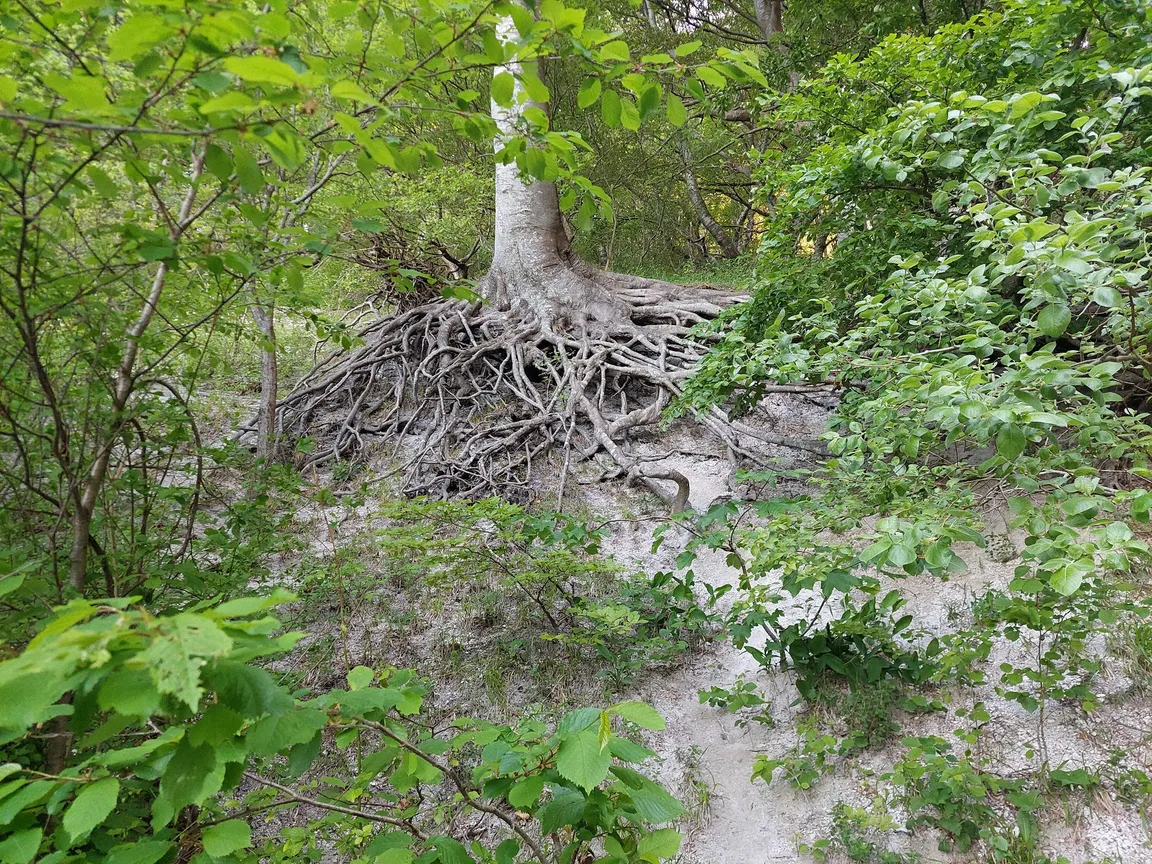 Møns Klint