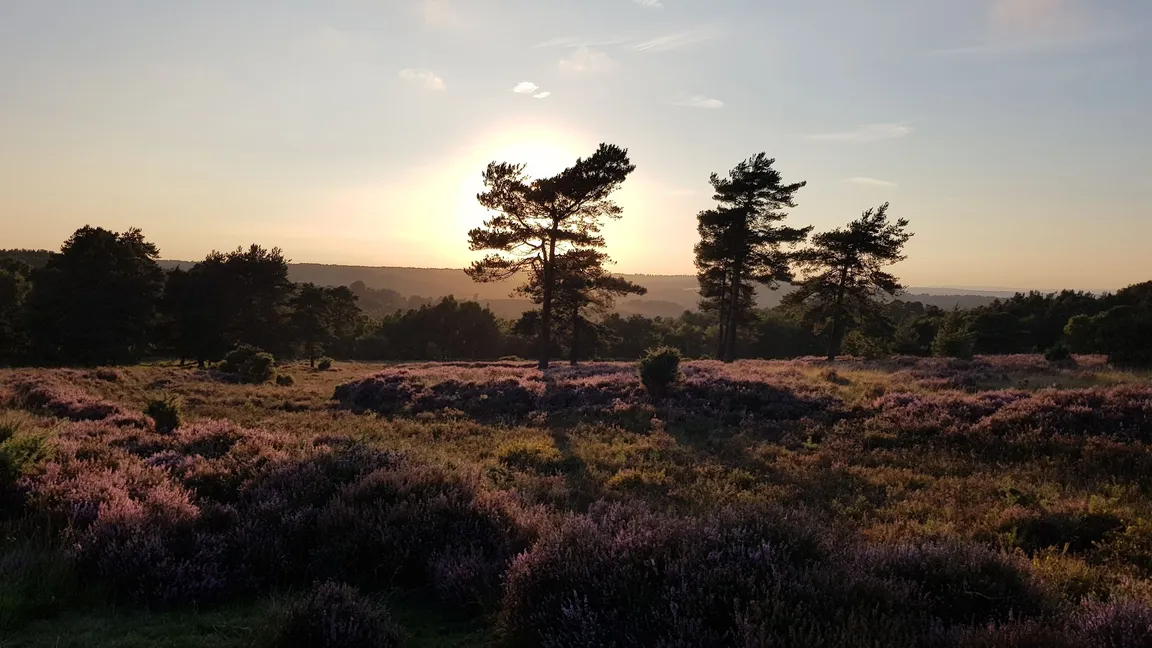 Old Lodge Nature Reserve