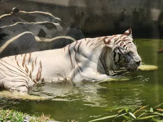 Manila Zoo