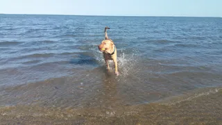 The Artemis Dog Beach Strip