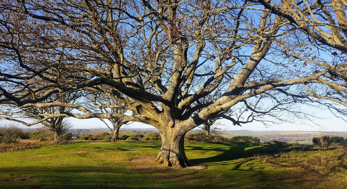 National Trust - Cissbury Ring