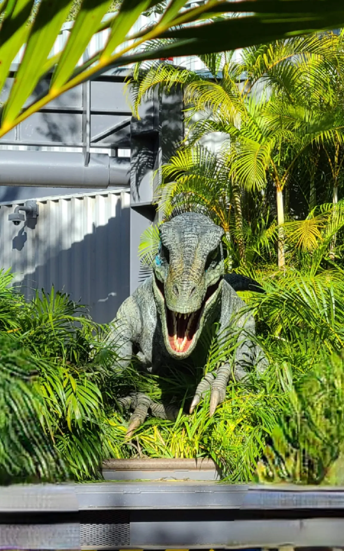Raptor Encounter