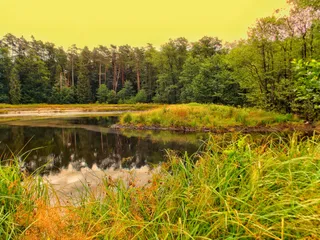 Staw Florianiecki