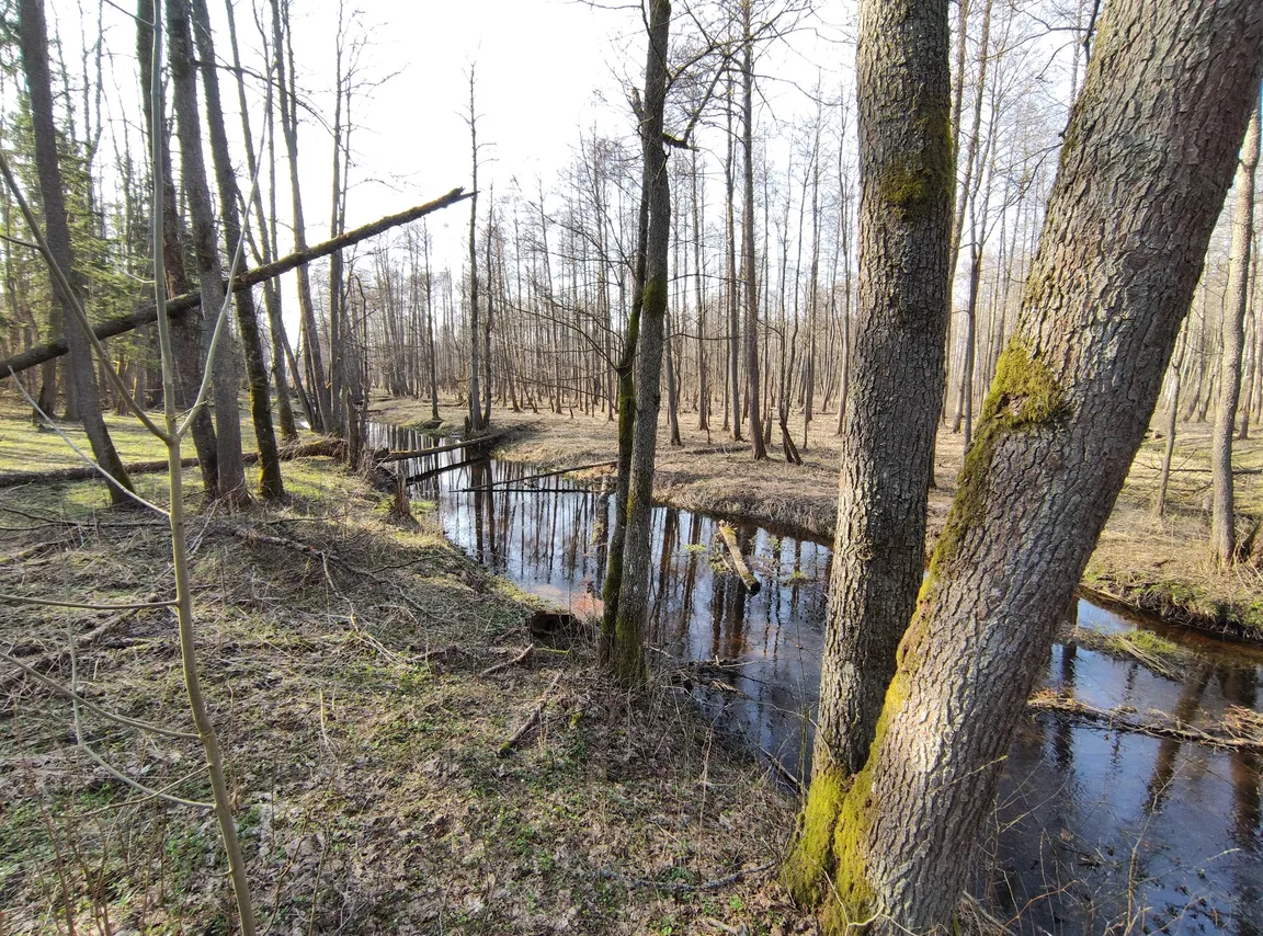Stara Białowieża