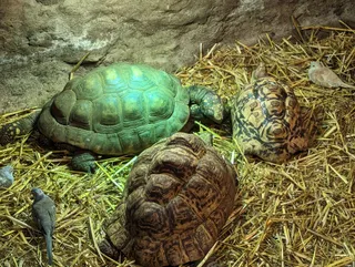 MIEJSKI OGRÓD ZOOLOGICZNY W PŁOCKU Sp. z o.o.