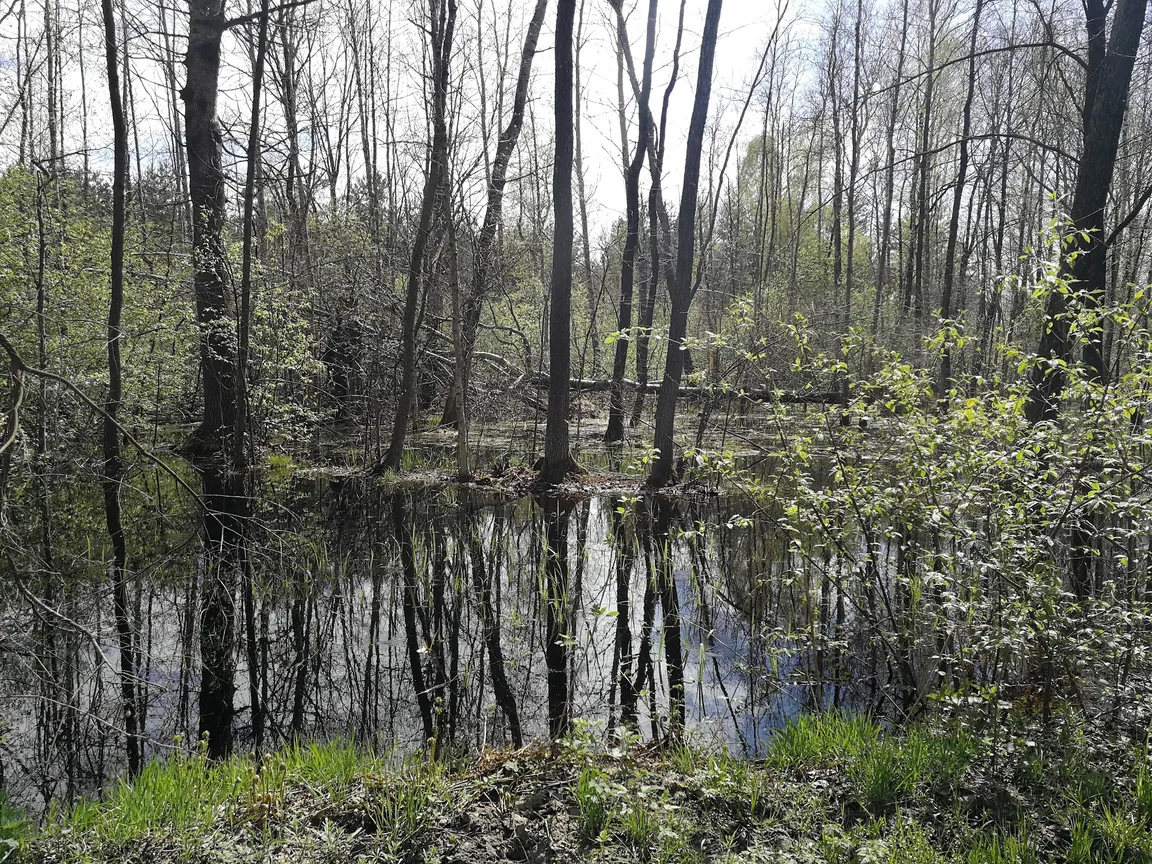 Pole wypoczynkowe - Babsk