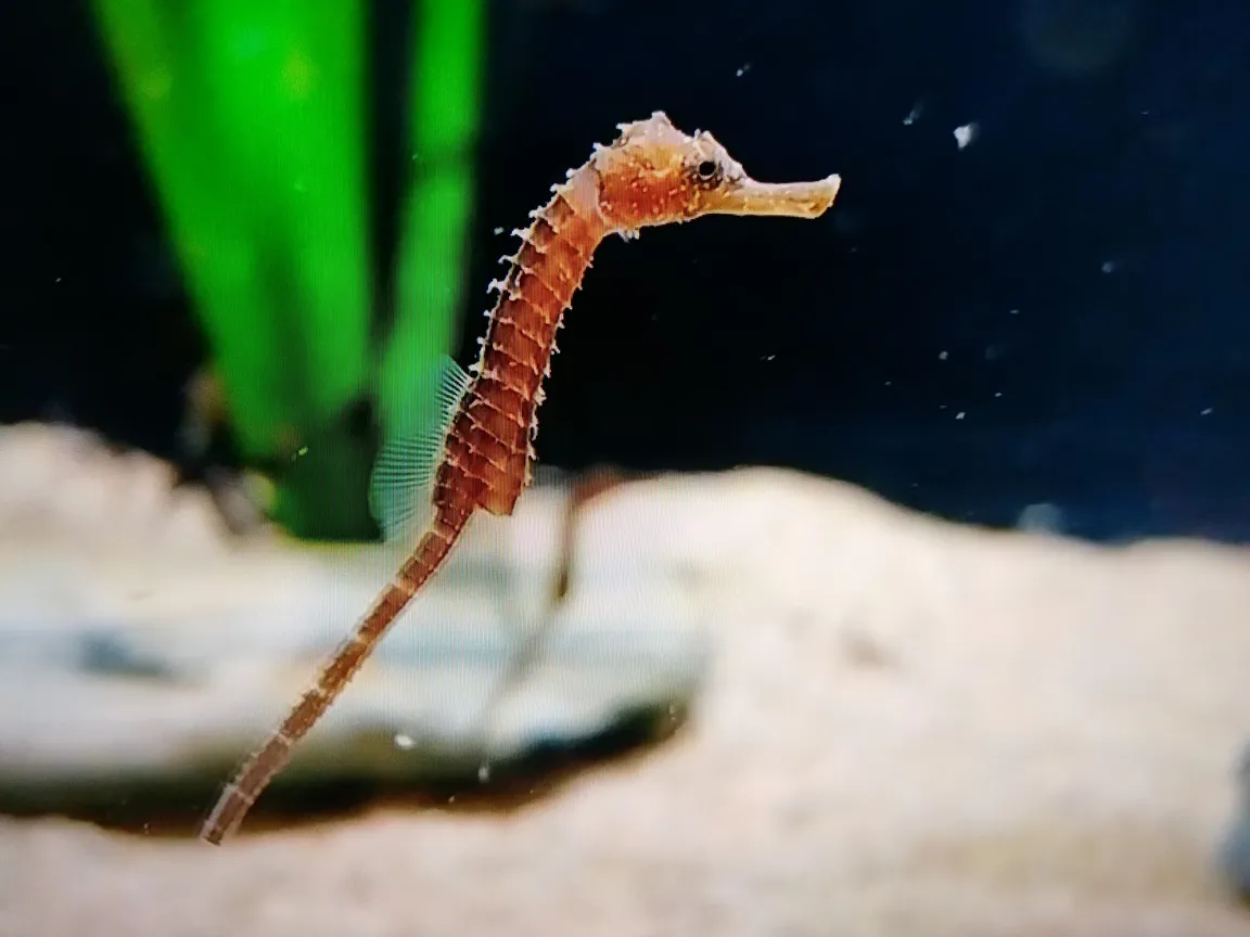 Sea Life Munich