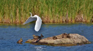 Réserve naturelle du Marais-Léon-Provancher