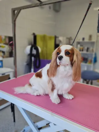Pupilowo Salon Groomerski