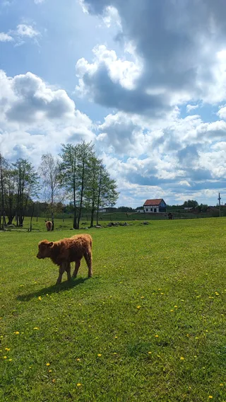 ZOO SAFARI OKRĄGŁE
