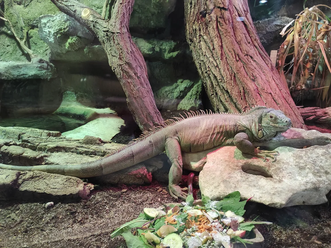 Ogród Zoologiczny w Bydgoszczy