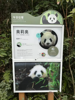Chengdu Panda Breeding Research Center Dujiangyan Breeding Yefang Research Center