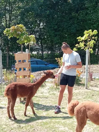 Beskidzka Sadyba - Zagroda z Alpakami,