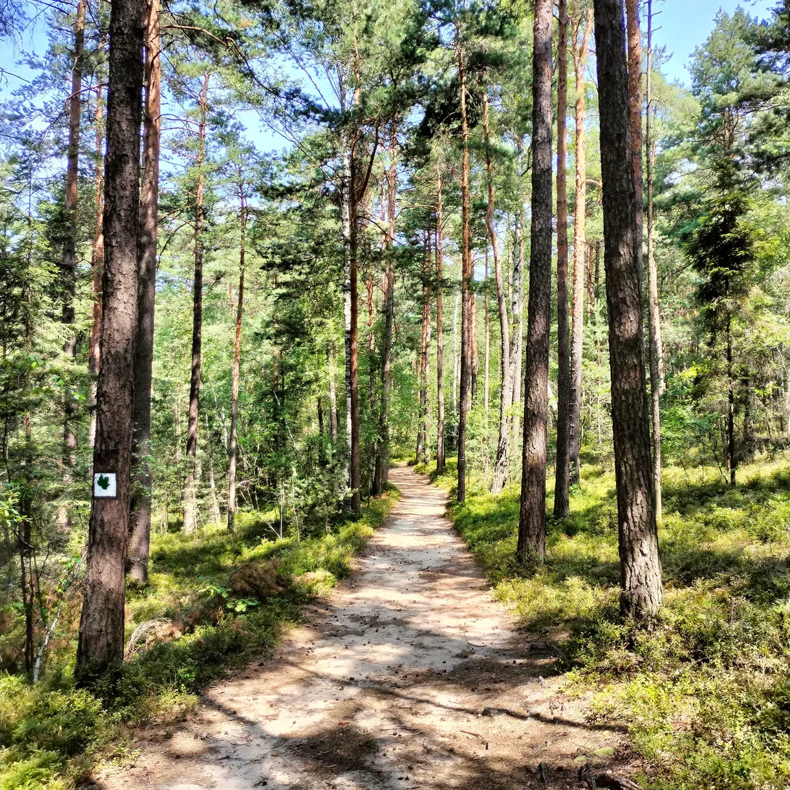 Kamienie Brodzińskiego | rezerwat przyrody