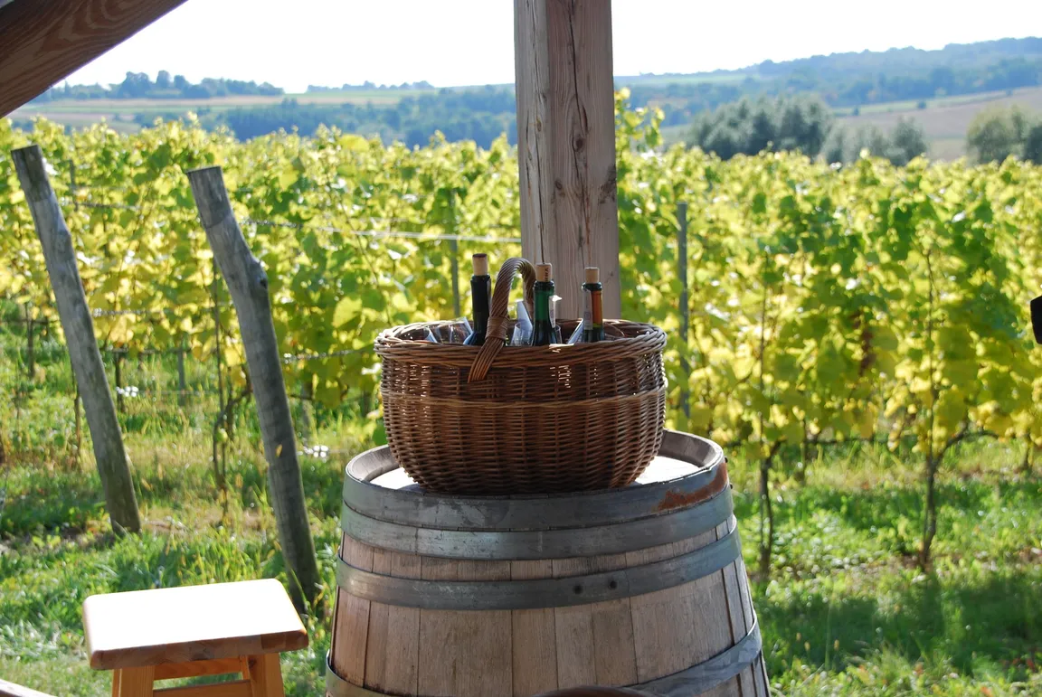Winnica TERRA