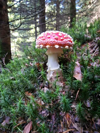 Wildnispfad