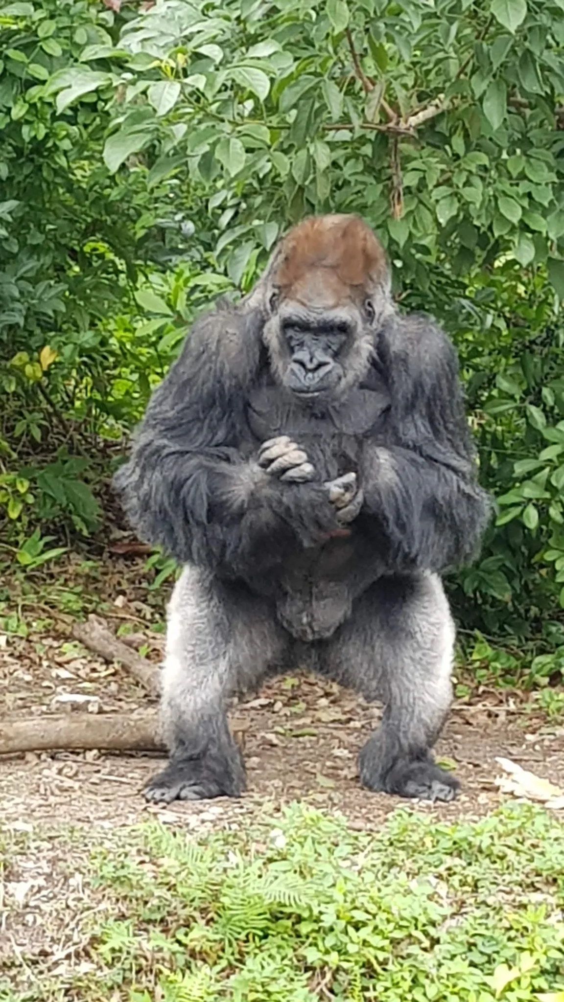 Monkey Jungle