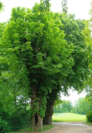 Pappelallee
