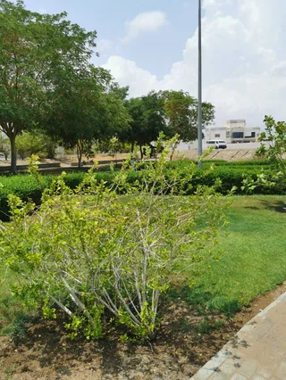 حديقة اطفال Public Park