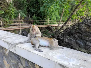 Monkey Trail, Ao Nang