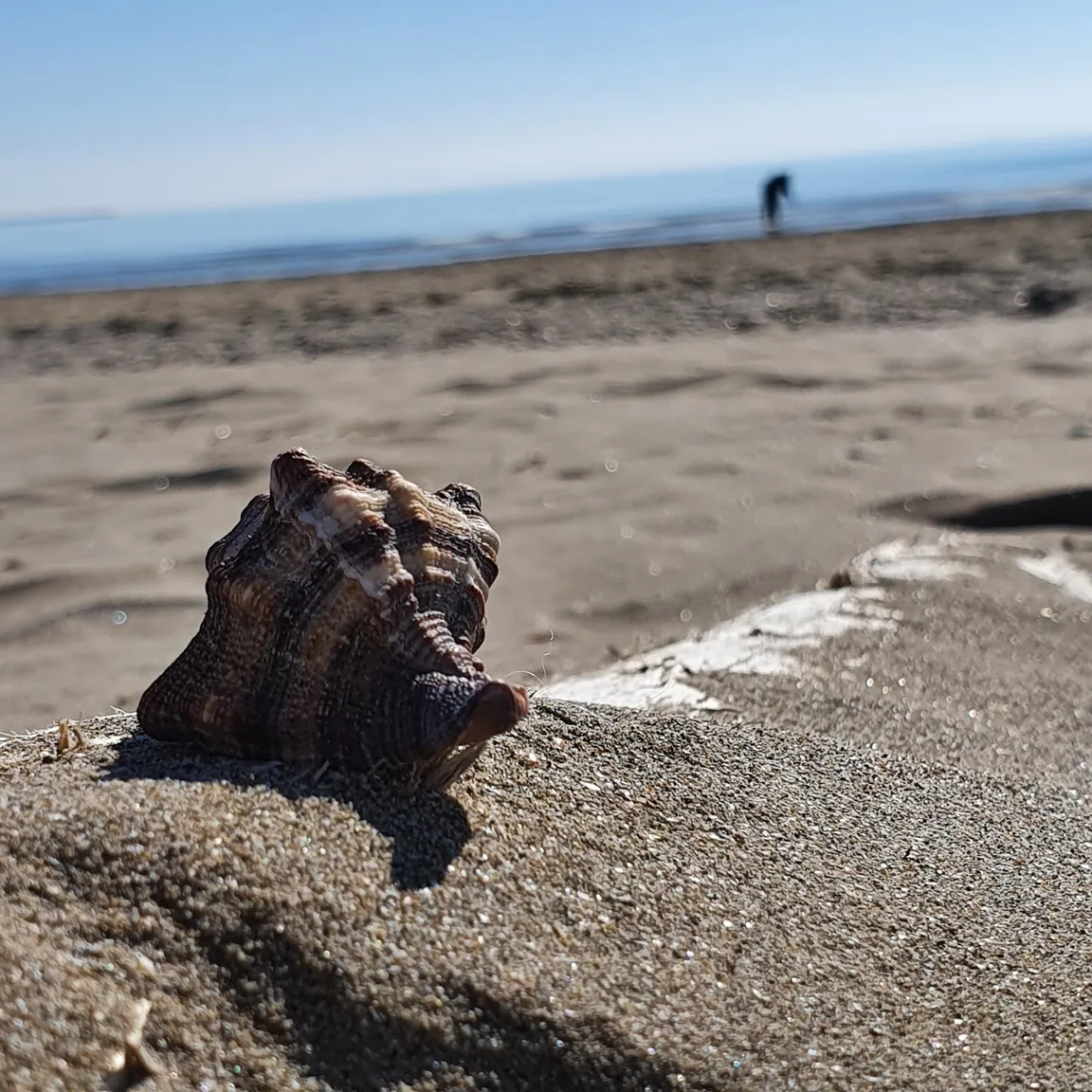 Pachuka Beach