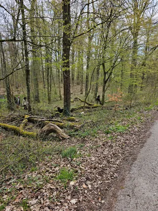 Walderlebnispfad Hardtwald "Hardy-Pfad"