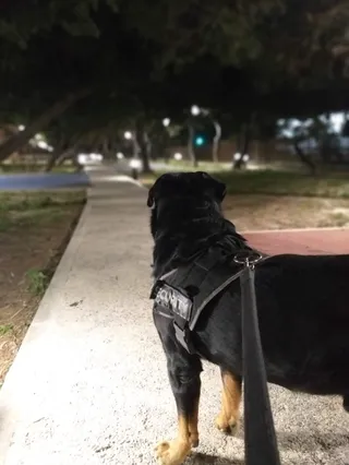 Dog Park