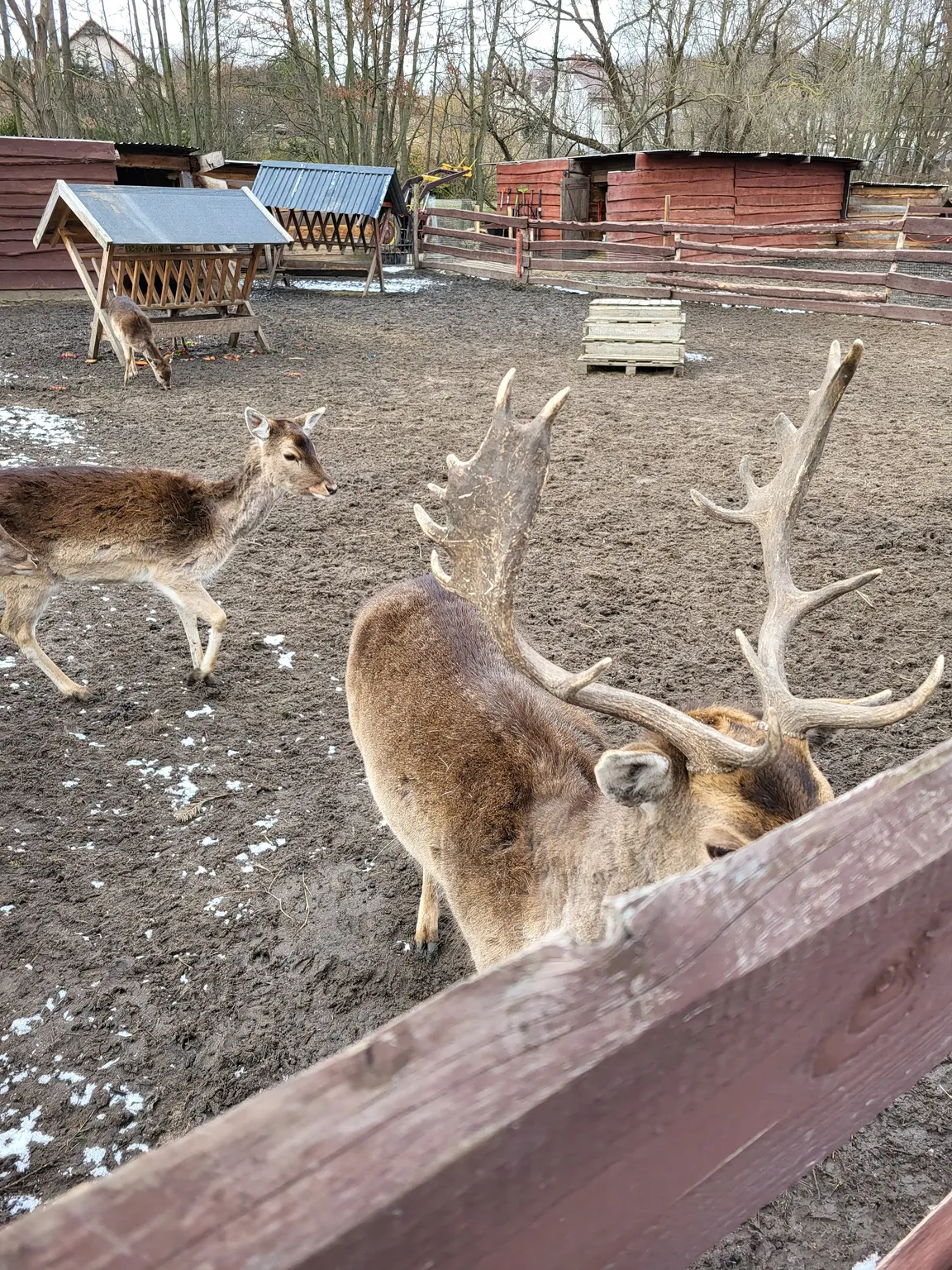 Zwierzaki Nad Potokiem Mini ZOO
