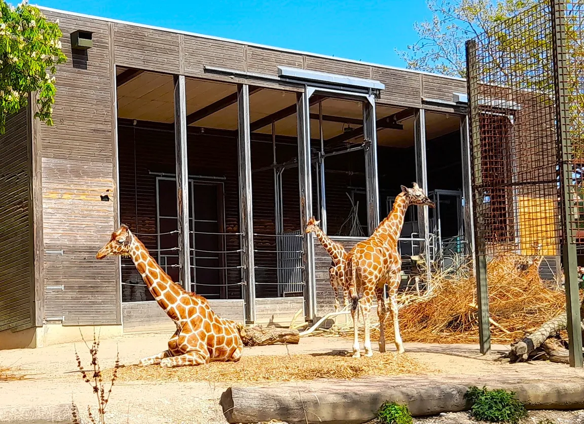 Copenhagen Zoo