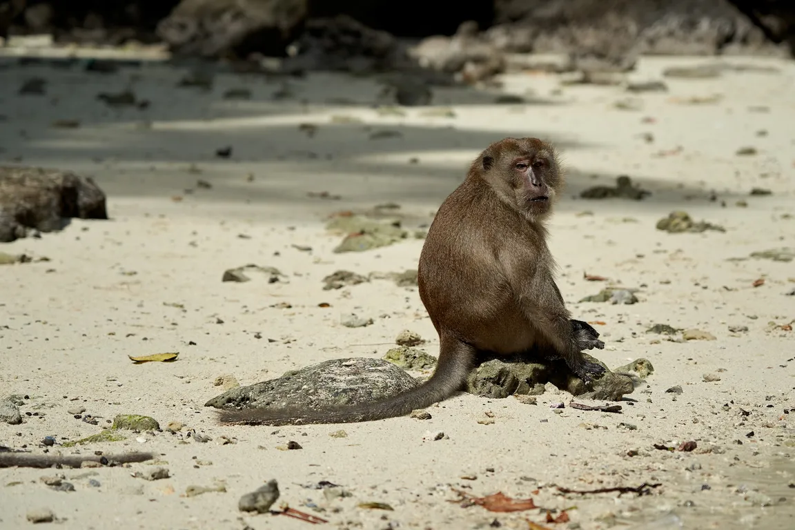 Monkey Bay