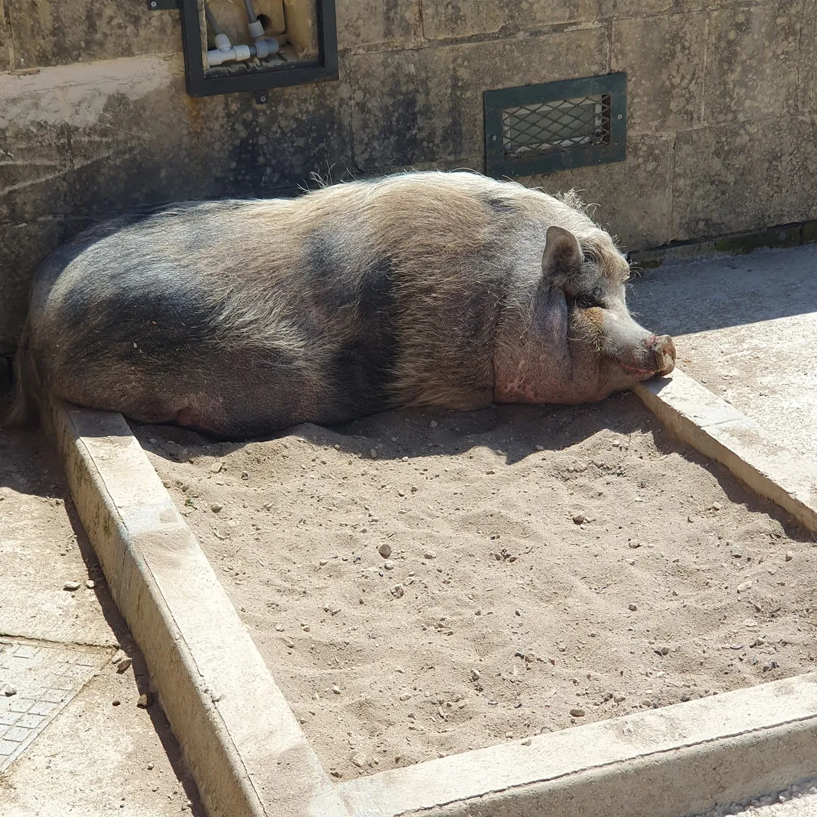 Ta Qali Petting Farm