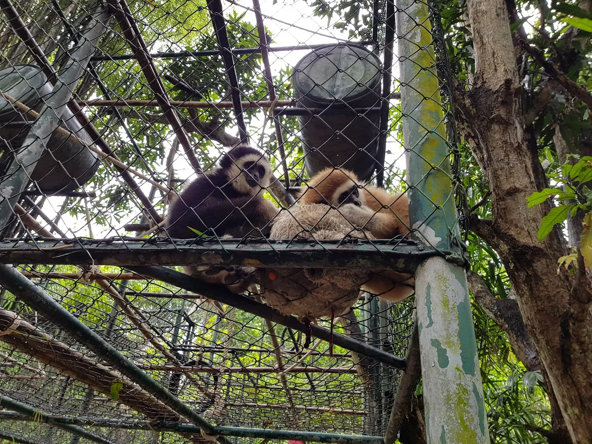 Wildlife Friends Foundation Thailand (WFFT)