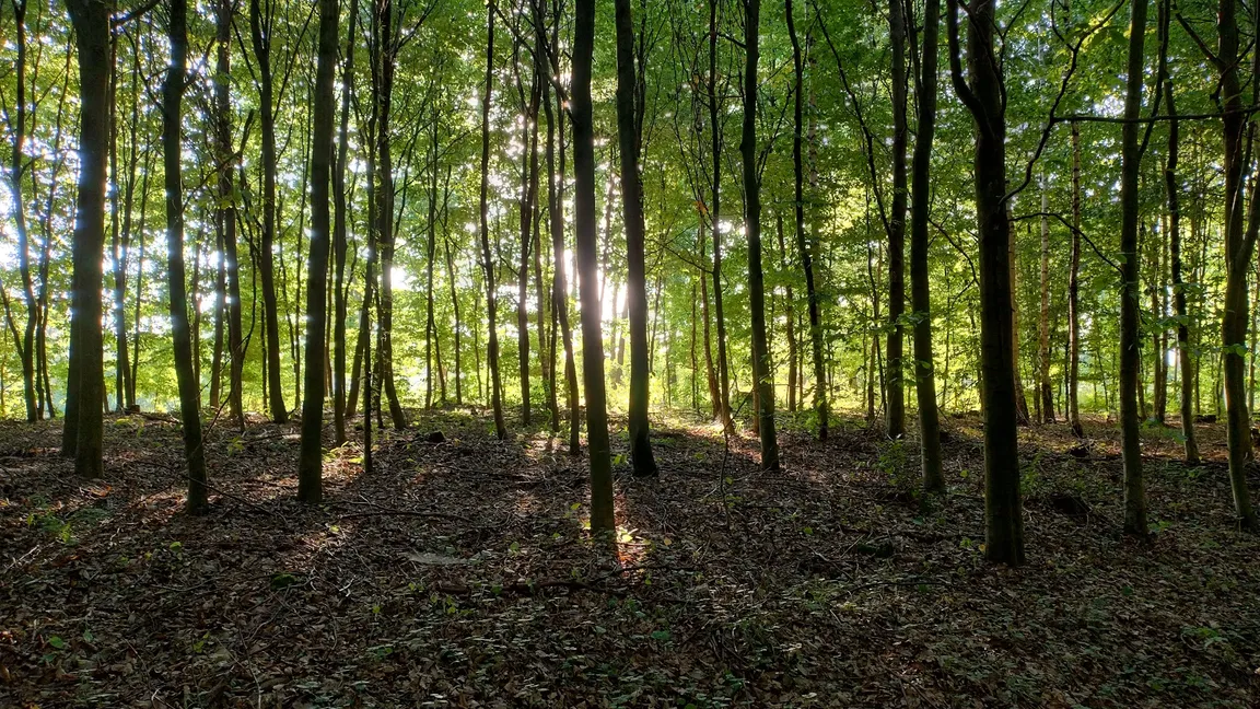 Brodnicki Park Krajobrazowy