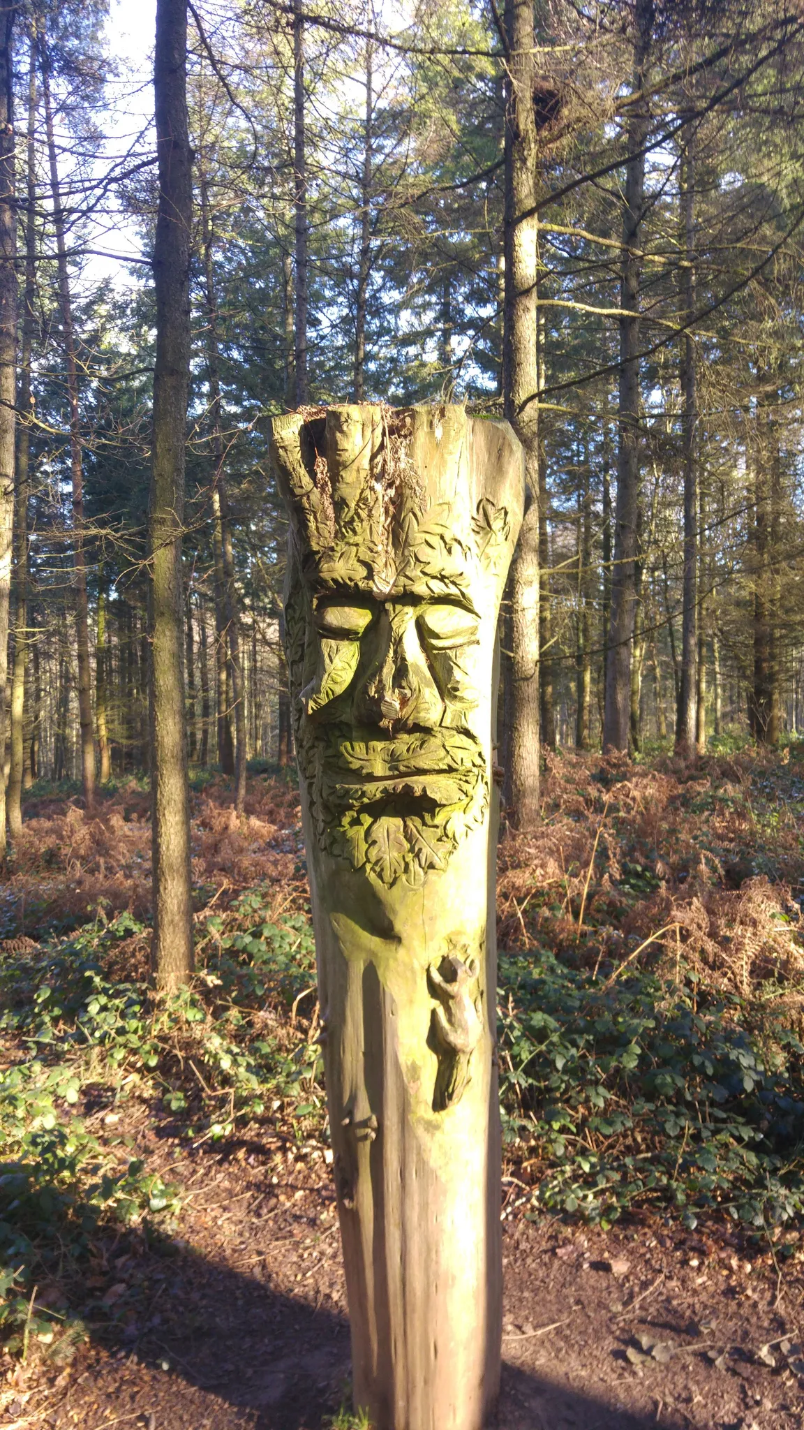 Wyre Forest - Forestry England