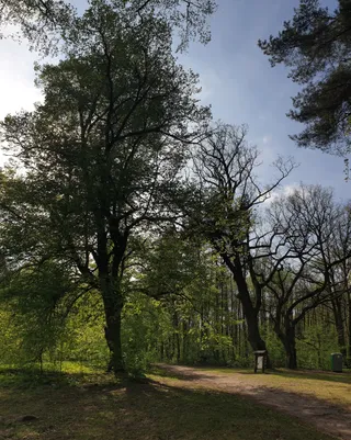 Stary Dąb