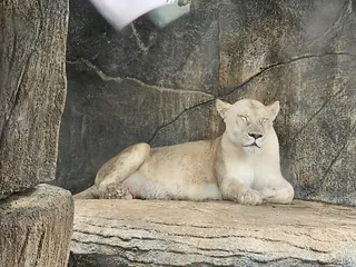 SAFARI WORLD Ibra