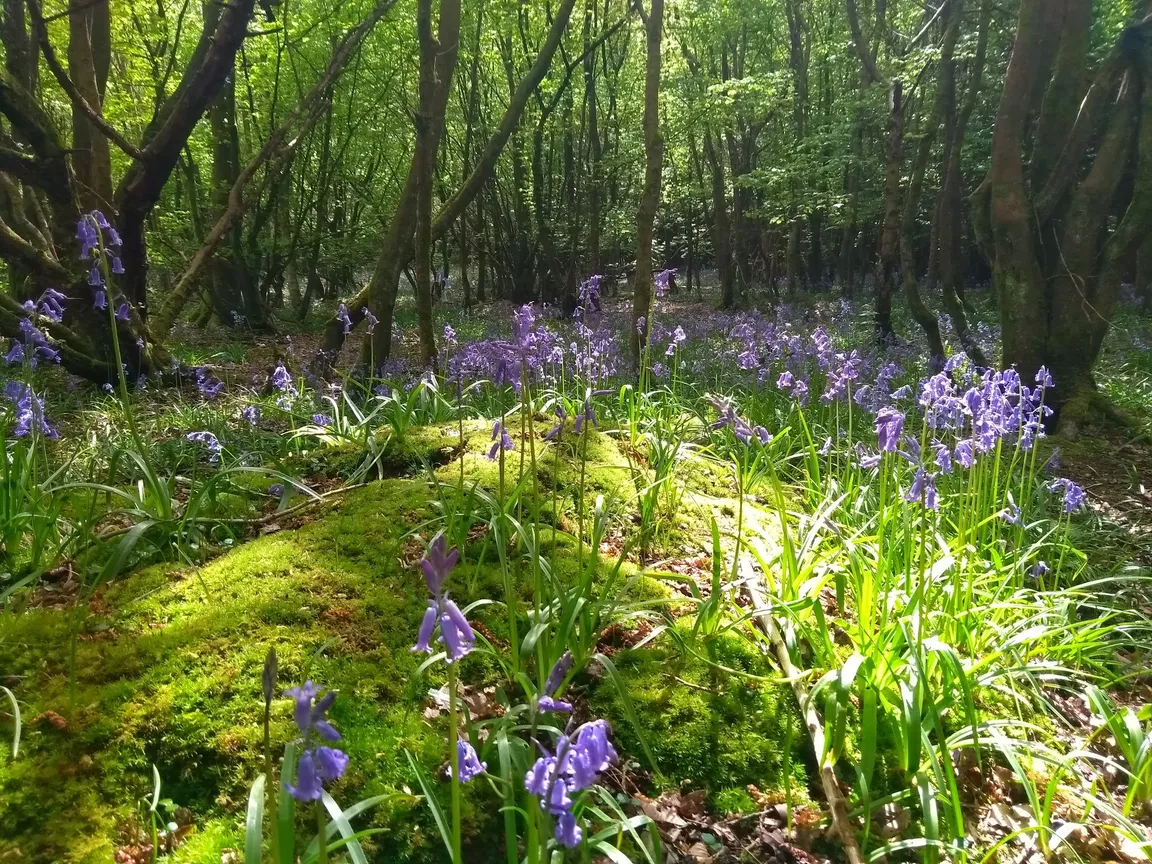 Abbot's Wood